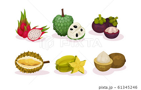 Ripe Tropical Exotic Fruits Whole and Half Cut Vector Set 61345246