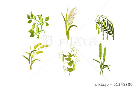 Cereal Agricultural Plants Isolated on White Background Vector Set 61345300