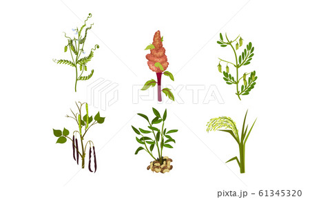 Legume Plants with Leaves, Pods and Flowers Vector Set Legume Plants with Leaves, Pods and Flowers Vector Set 61345320