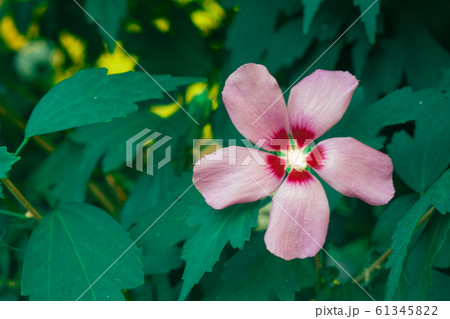 natural hibiscus and frangipani flowers 61345822