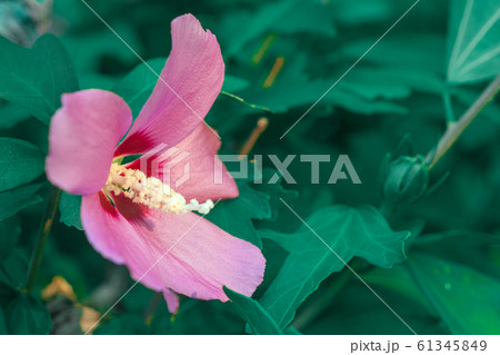 natural hibiscus and frangipani flowers 61345849