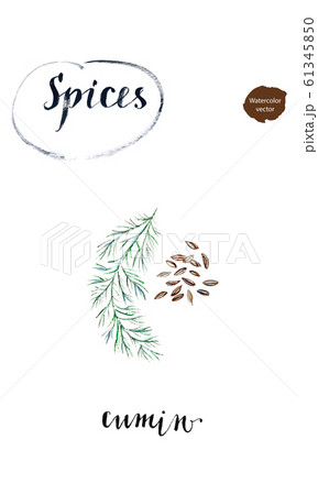 Watercolor cumin seed with twig 61345850