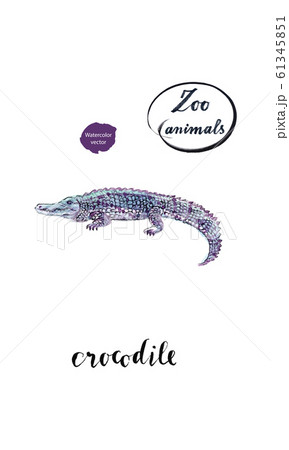 Watercolor crocodile, alligator Watercolor crocodile, alligator 61345851