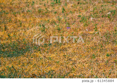 Dodder Genus Cuscuta is The parasite wraps 61345884