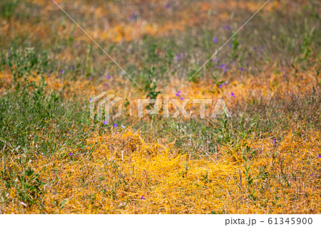 Dodder Genus Cuscuta is The parasite wraps 61345900