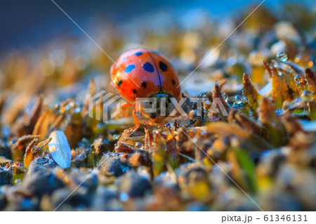 The sunflower with black seeds and ladybug The sunflower with black seeds and ladybug 61346131