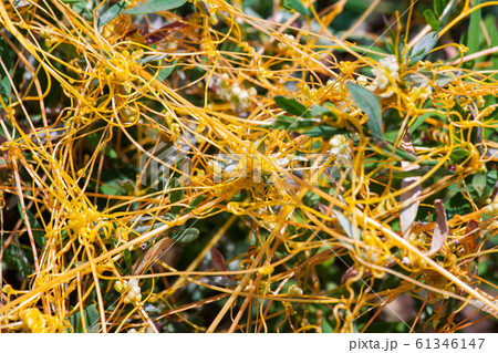 Dodder Genus Cuscuta is The parasite wraps 61346147