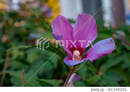 natural hibiscus and frangipani flowers 61346201