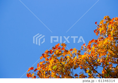 青空と紅葉 61346314