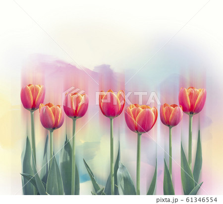 tulip flowers in a row 61346554