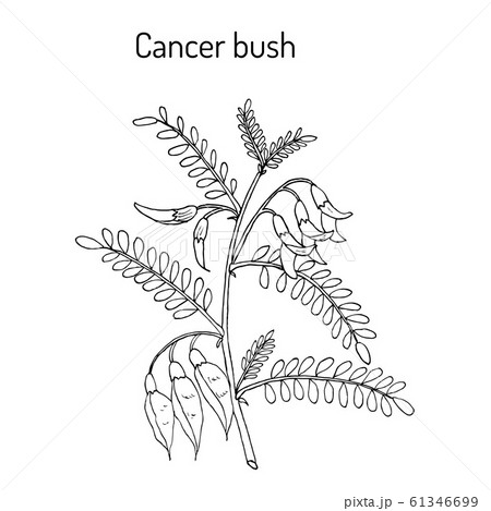 Cancer bush sutherlandia frutescens , or balloon pea, medicinal plant 61346699