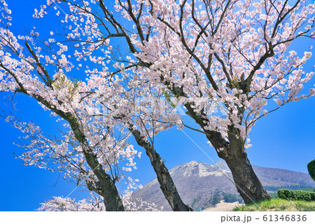 春の大山 桜と枡水原高原 春の大山 桜と枡水原高原 61346836