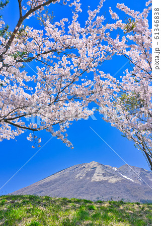 春の大山　桜と枡水原高原 61346838