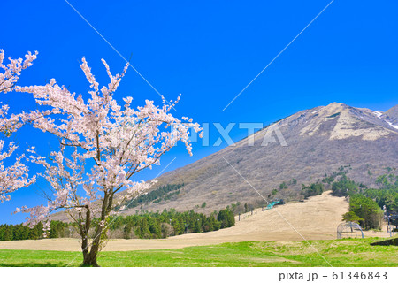 春の大山　桜と枡水原高原 61346843