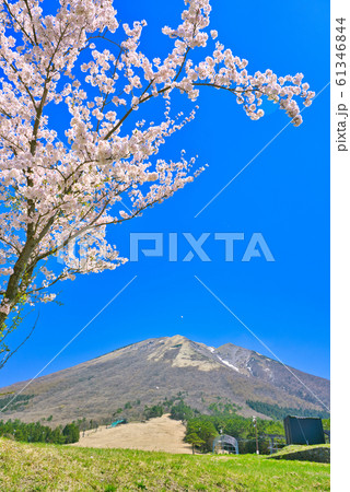 春の大山　桜と枡水原高原 61346844