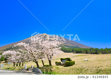 春の大山　桜と枡水原高原 61346845