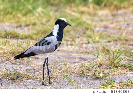 Blacksmith lapwing bird, Etosha Namibia Africa 61346868