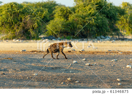 Spotted Hyena In Etosha Bush Namibia Africaの写真素材