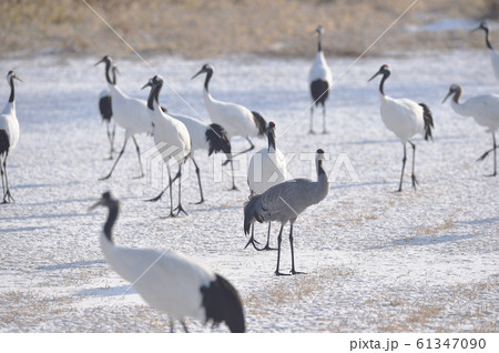 タンチョウに混ざる珍しいクロヅル(北海道) タンチョウに混ざる珍しいクロヅル(北海道) 61347090