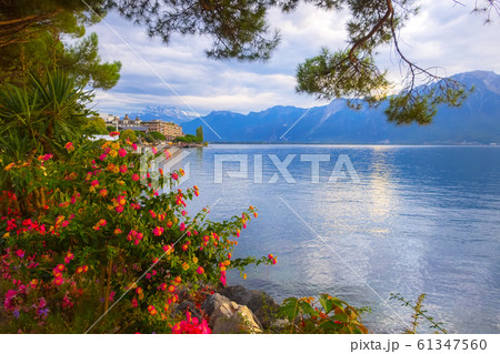 Flowers and Lake Geneva, Switzerland 61347560