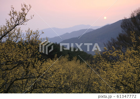 春 山 智異山 61347772