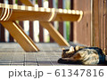猫 レバノンの ペット 61347816