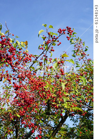 青空に映える可憐なエゾノコリンゴの赤い実 61348143