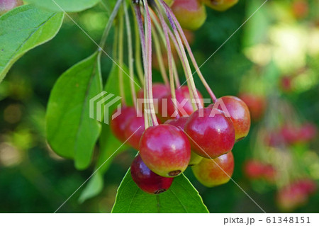 可憐なエゾノコリンゴの赤い実 61348151