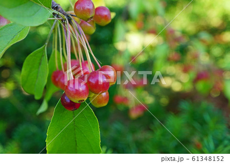 可憐なエゾノコリンゴの赤い実 61348152