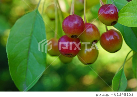 可憐なエゾノコリンゴの赤い実 61348153