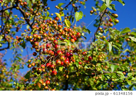 青空に映える可憐なエゾノコリンゴの赤い実 61348156