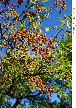 青空に映える可憐なエゾノコリンゴの赤い実 61348159