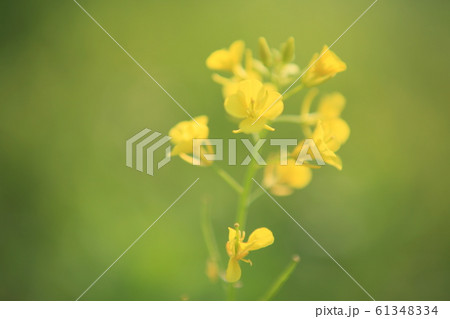 花 菜の花 黄色 61348334