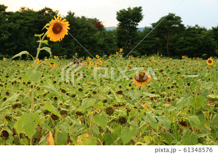 夏 花 夏の花 61348576