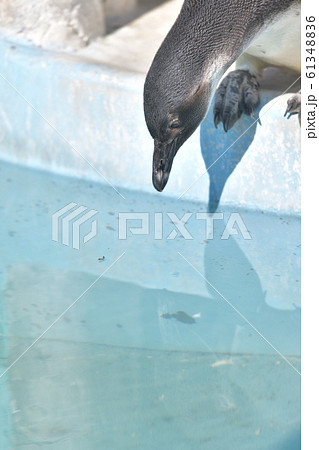 可愛いケープペンギンの子８ 61348836