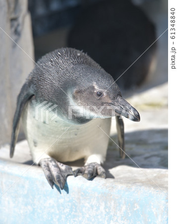 可愛いケープペンギンの子4 可愛いケープペンギンの子4 61348840