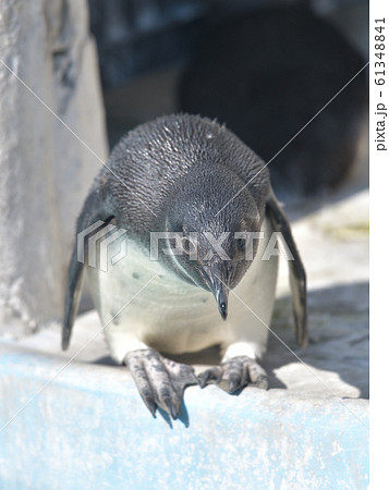 可愛いケープペンギンの子3 可愛いケープペンギンの子3 61348841