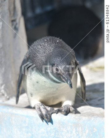 可愛いケープペンギンの子２ 61348842