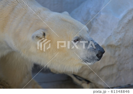 優しい目をした癒し系シロクマの横顔右向き 優しい目をした癒し系シロクマの横顔右向き 61348846