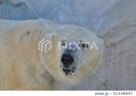 向きを変えようとしているシロクマの顔アップ2 向きを変えようとしているシロクマの顔アップ2 61348847