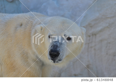 向きを変えようとしているシロクマの顔アップ1 向きを変えようとしているシロクマの顔アップ1 61348848