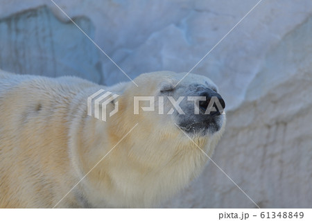 目を瞑った癒し満点のシロクマの顔右向き 目を瞑った癒し満点のシロクマの顔右向き 61348849