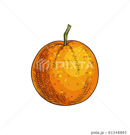 Clementine mandarin citrus fruit isolated sketch 61348865