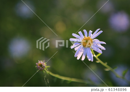 韓国 秋 野菊 61348896