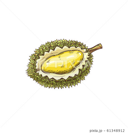 Tropical durian isolated vector cut fruit sketch 61348912