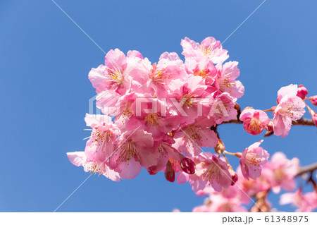 青空に咲く河津桜 61348975