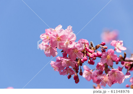 青空に咲く河津桜 青空に咲く河津桜 61348976