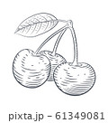 Vector engraved illustration of cherry berries sketch 61349081