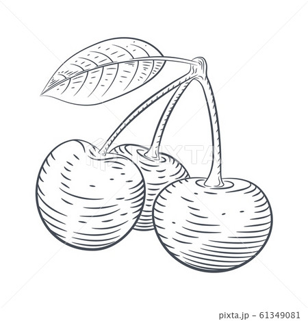 Vector engraved illustration of cherry berries sketch Vector engraved illustration of cherry berries sketch 61349081