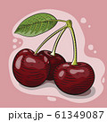 Vector illustration of red cherry berries engraved 61349087
